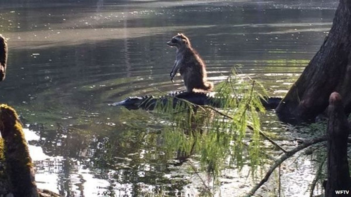 Un mapache se desplaza a lomos de un caimán