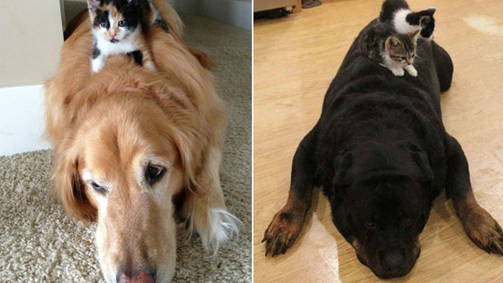 Gatos que usan a perros como almohadas
