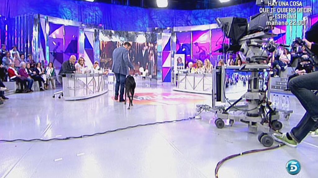 Sálvame denuncia el maltrato a los animales