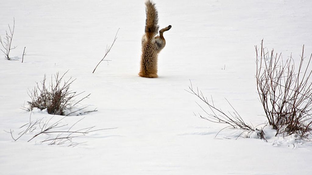 El zorro que oyó al ratón