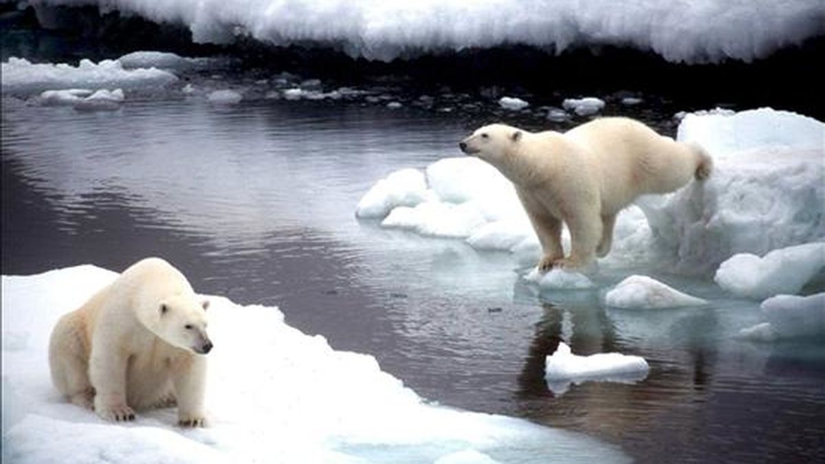 Imagen de dos osos polares saltando de un bloque de hielo a otro en Alaska. EFE/Archivo
