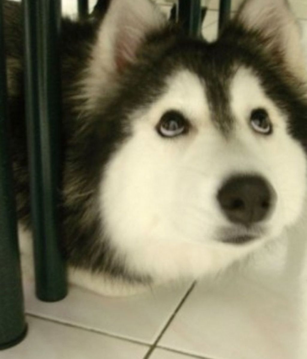 Fue criado por una gata