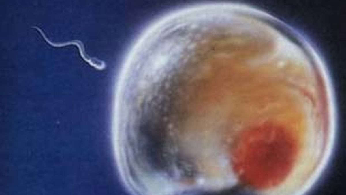 Científicos japoneses averiguan que los hombres podrían vivir menos años por el esperma