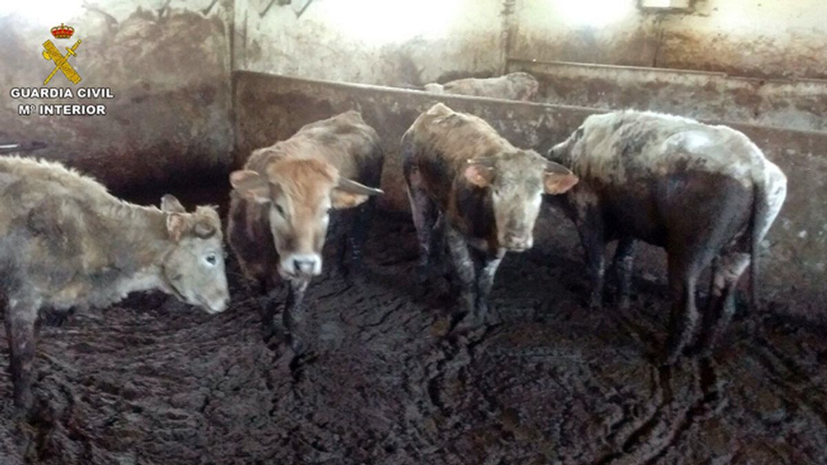 Detenido un ganadero por la muerte de 21 vacas de hambre y sed