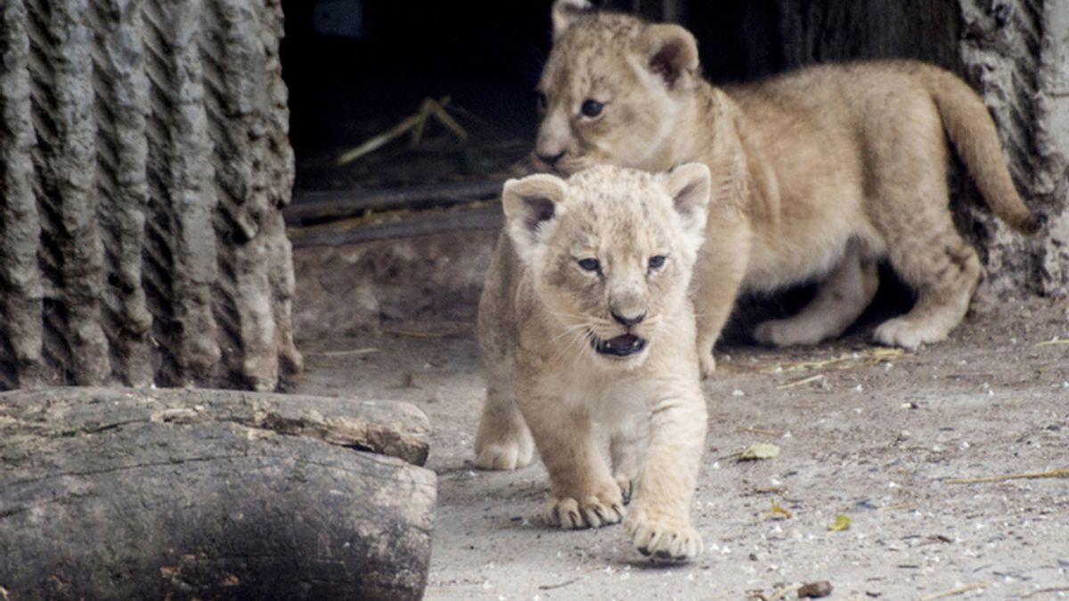 Cachorros de león del zoo de Copenhague, Dinamarca