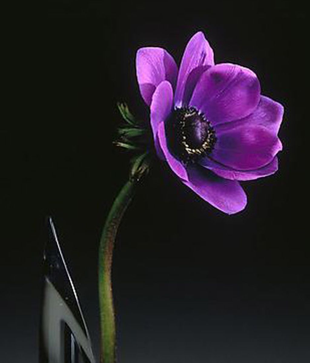 Robert Mapplethorpe, el artista polémico