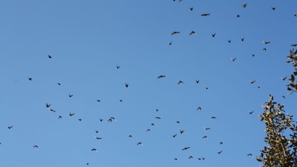 Concusantes Efecto ¡GUAU!... en vacaciones