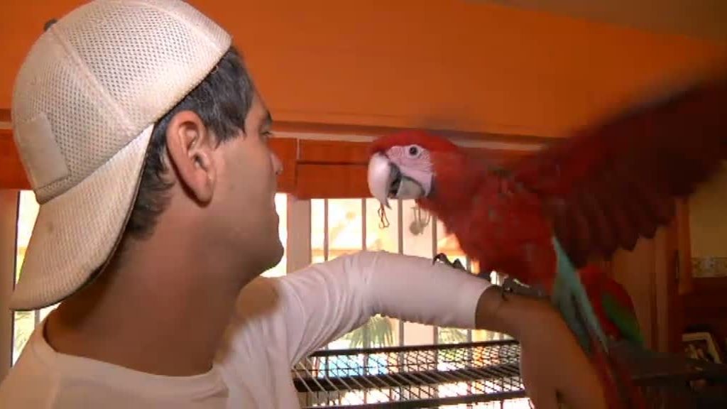 La cabra montesa y el buitre leonado despiden 'La selva en casa'