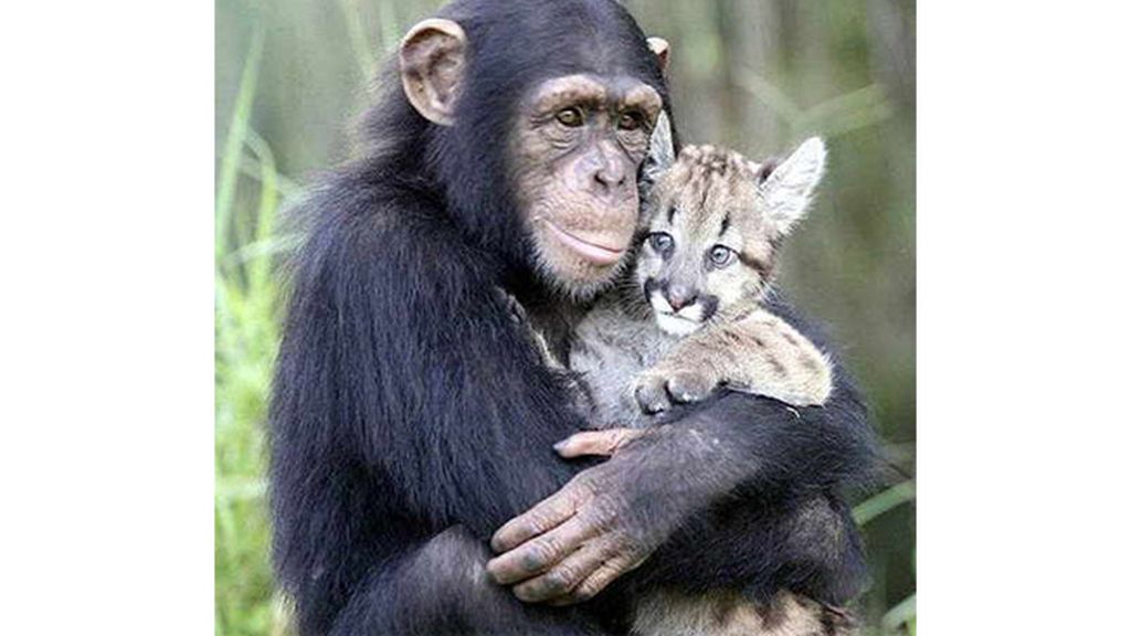Amor animal