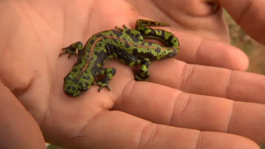 La cabra montesa y el buitre leonado despiden 'La selva en casa'