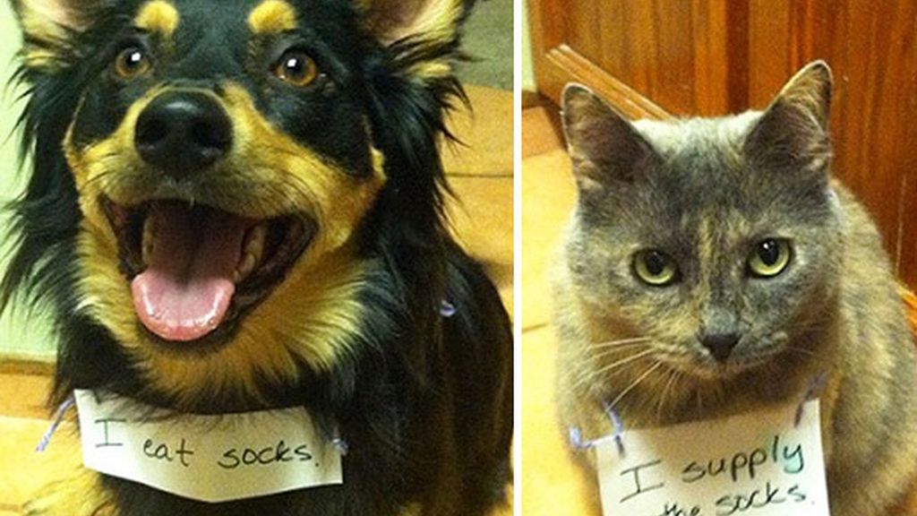 Estas mascotas confiesan sus trastadas