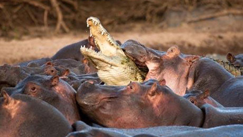 Los hipopótamos acaban delante de la cámara con un cocodrilo