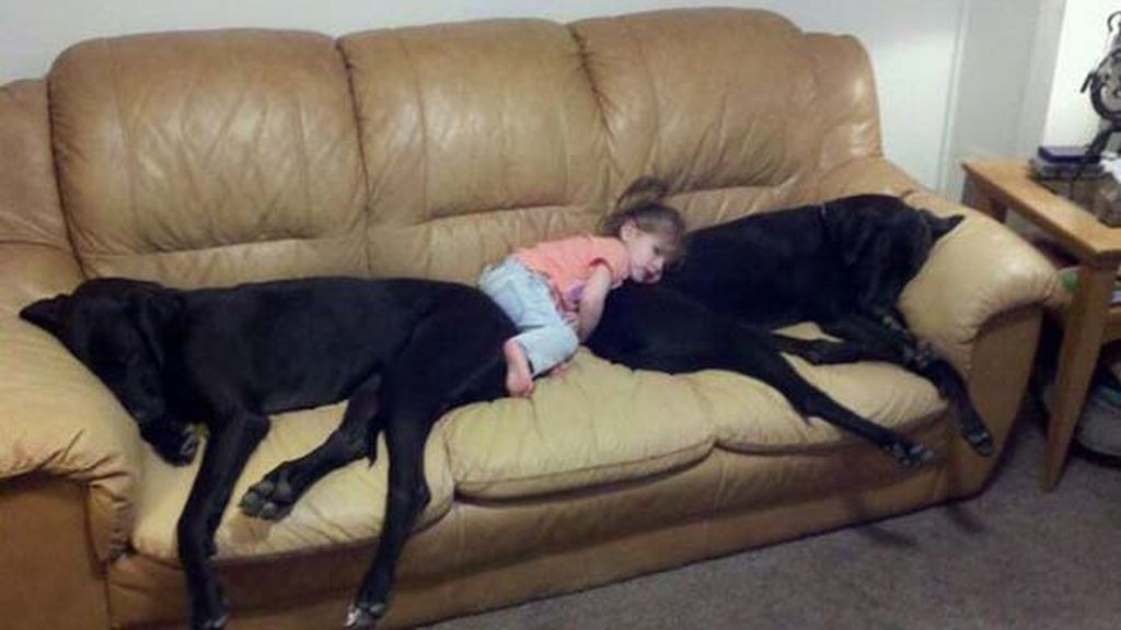 Compañeros para todo