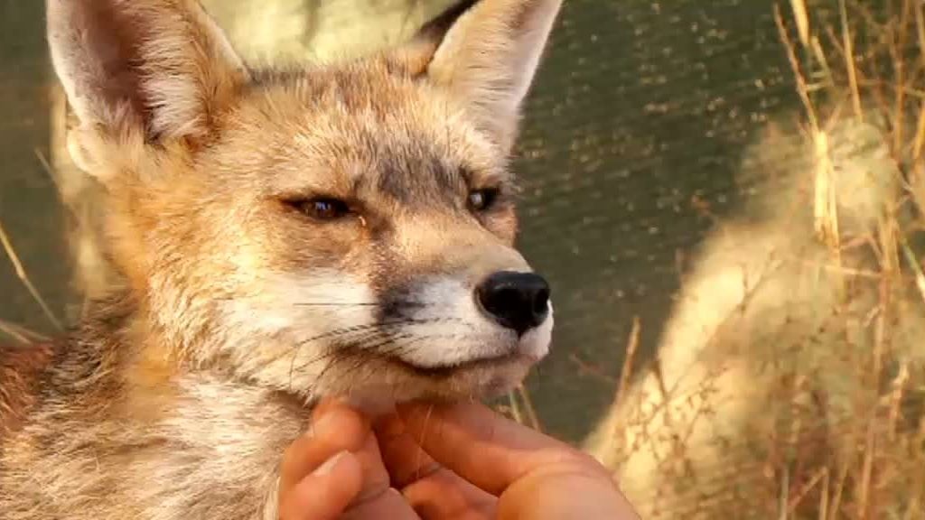 La cabra montesa y el buitre leonado despiden 'La selva en casa'