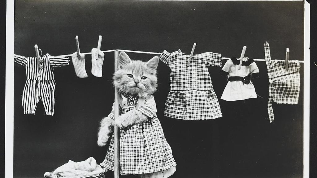 A estos gatitos les falta hablar