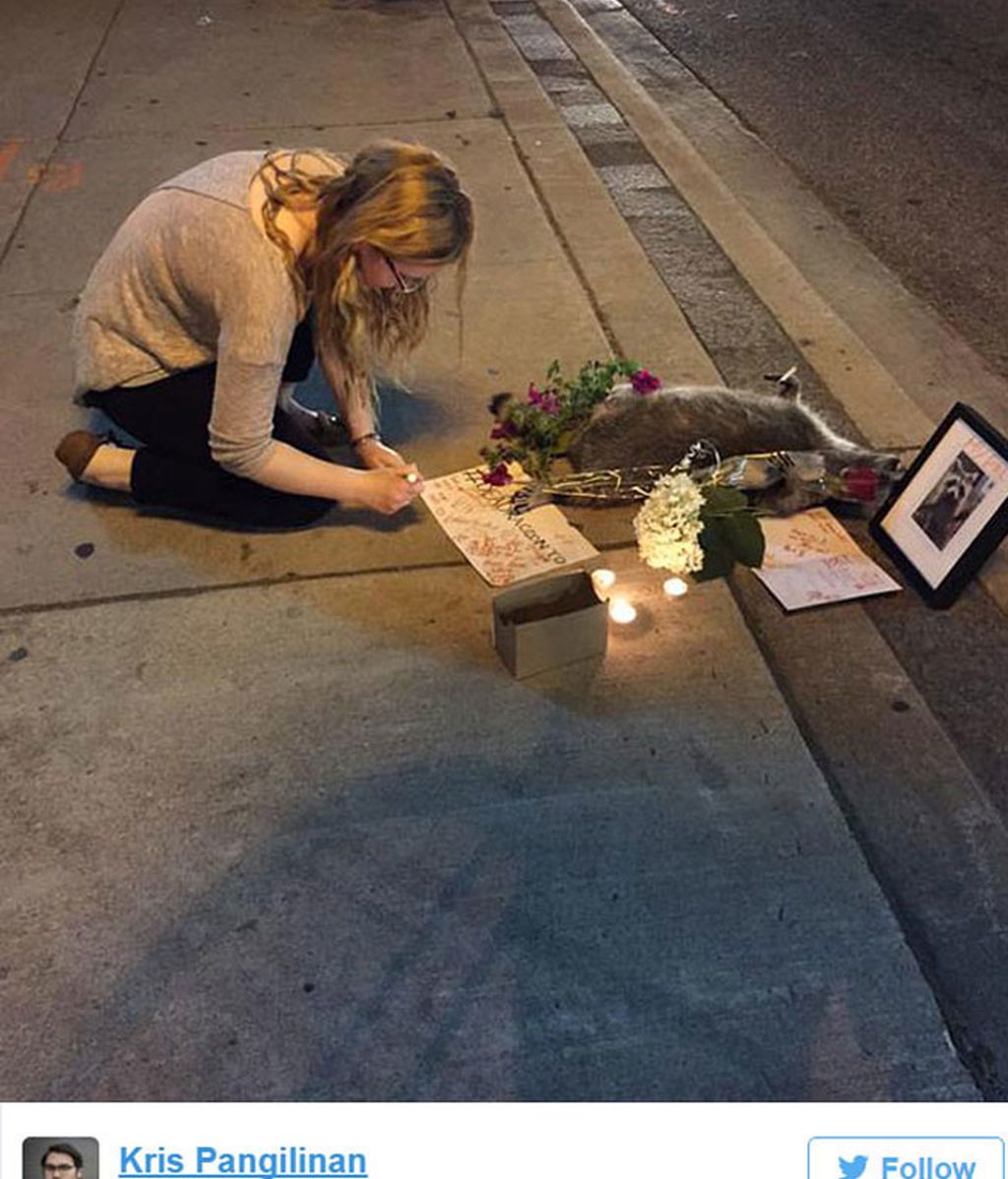 Toronto se vuelva con un animal muerto