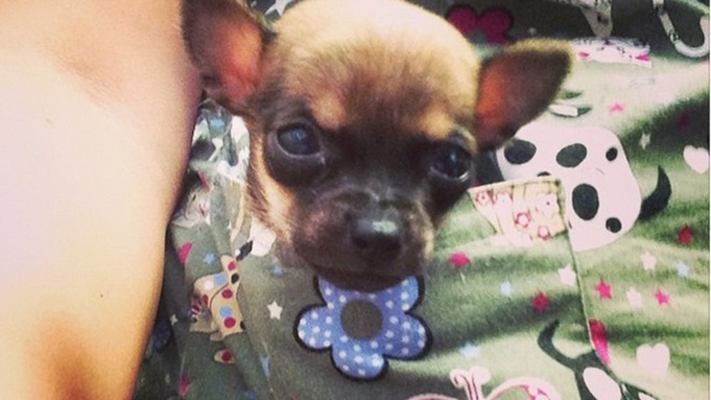 Un chihuahua sin patas delanteras se hace viral en Instagram