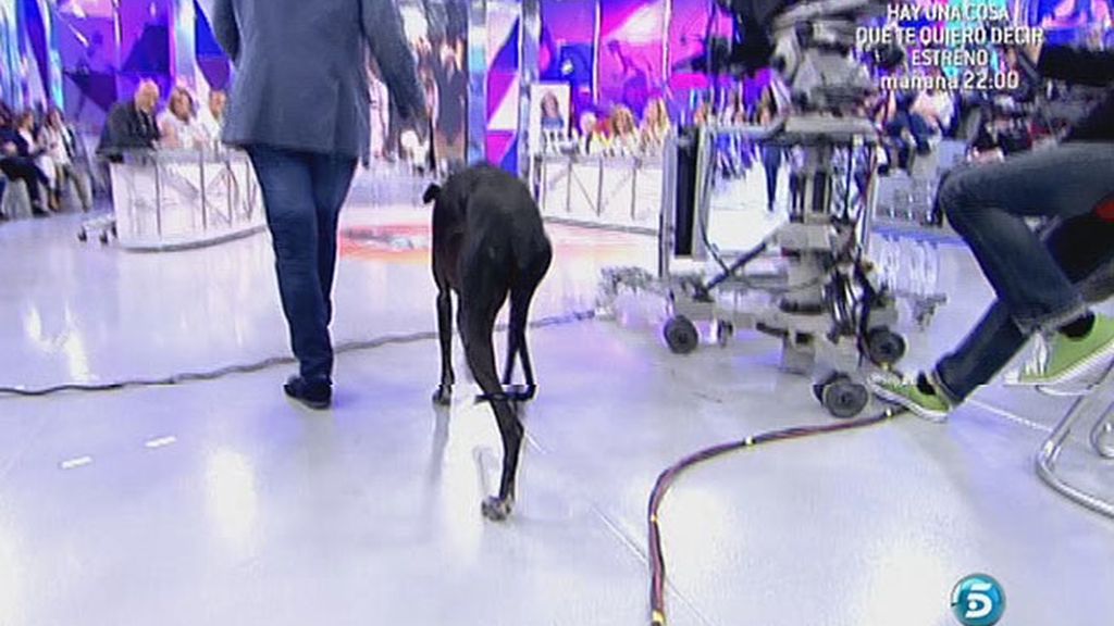 Sálvame denuncia el maltrato a los animales