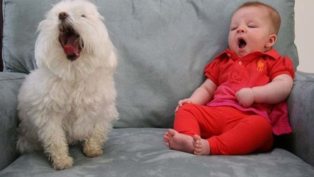 Compañeros para todo