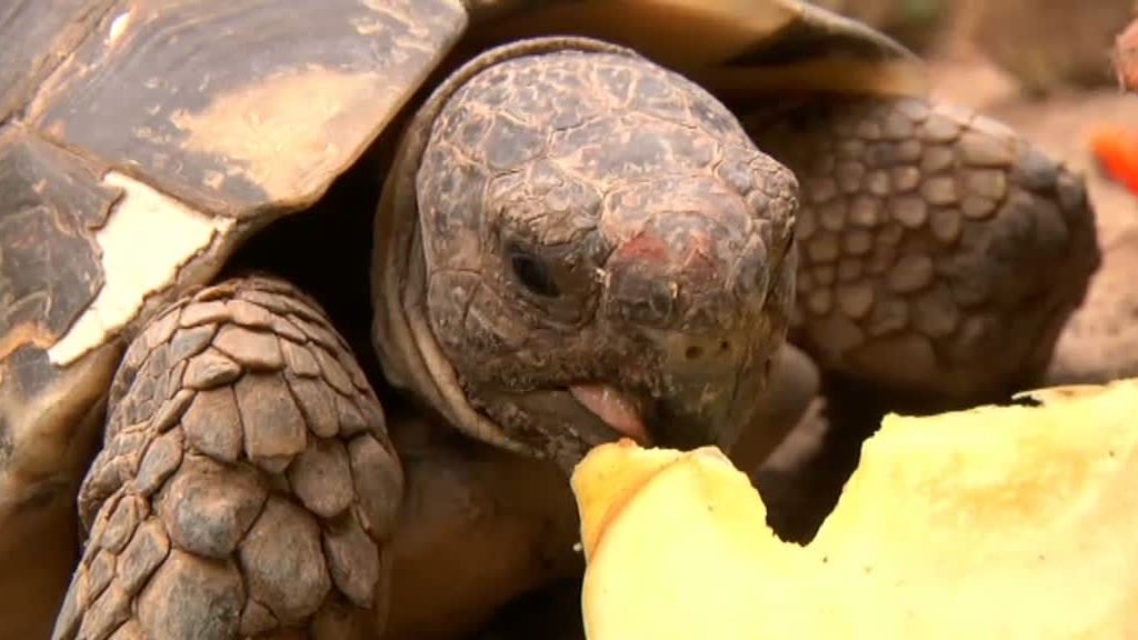 La cabra montesa y el buitre leonado despiden 'La selva en casa'