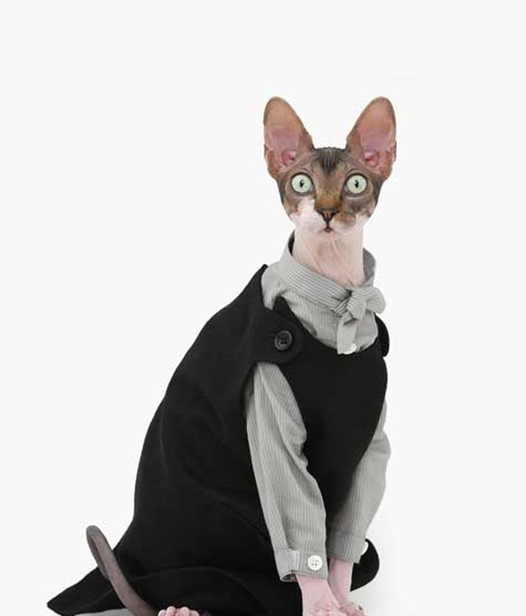 El lado más 'fashion' de los gatos