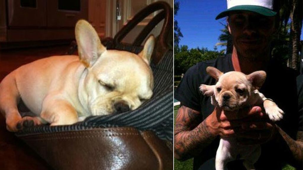 Scarlet, el fiel compañero de los Beckham