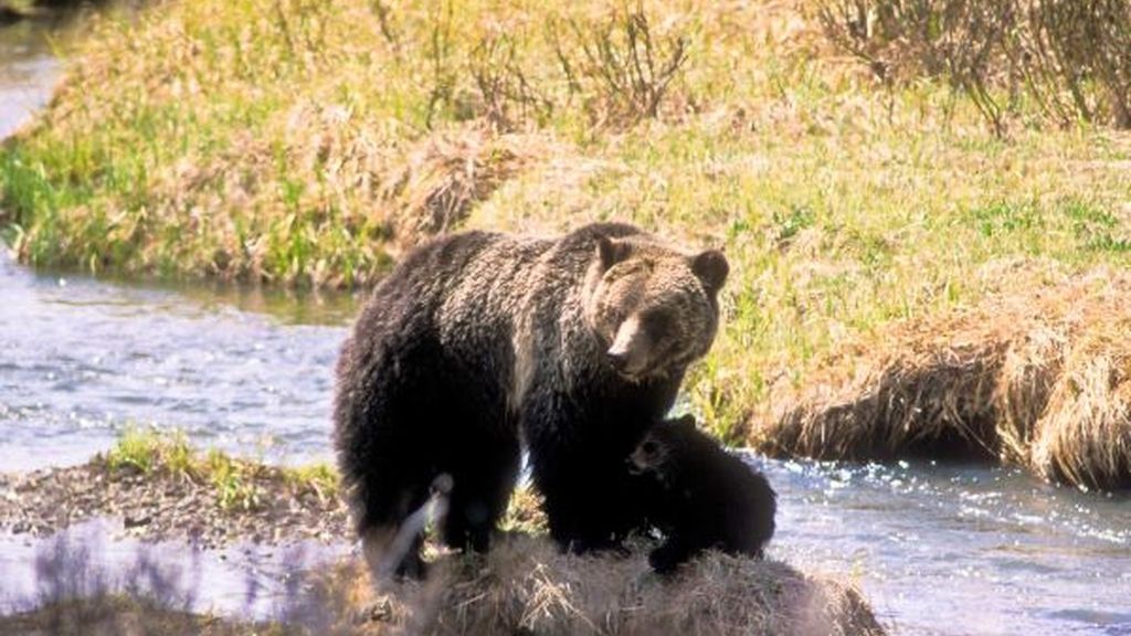Mamá osa enseña a sus hijos a sobrevivir