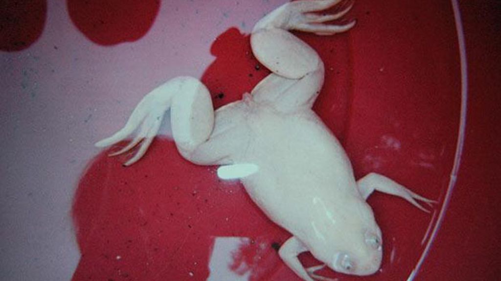 El albinismo en el mundo animal