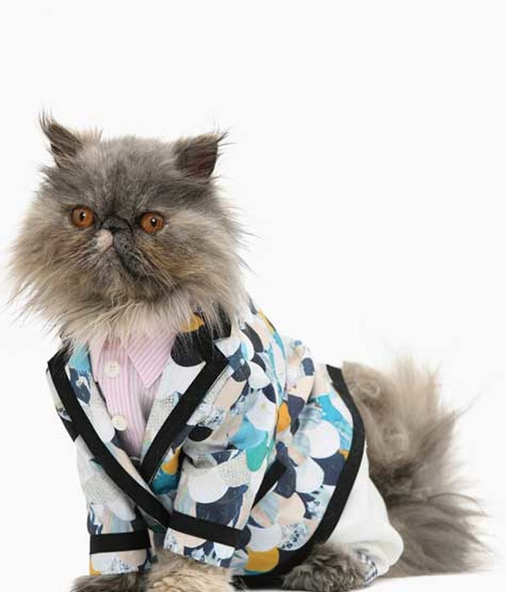 El lado más 'fashion' de los gatos