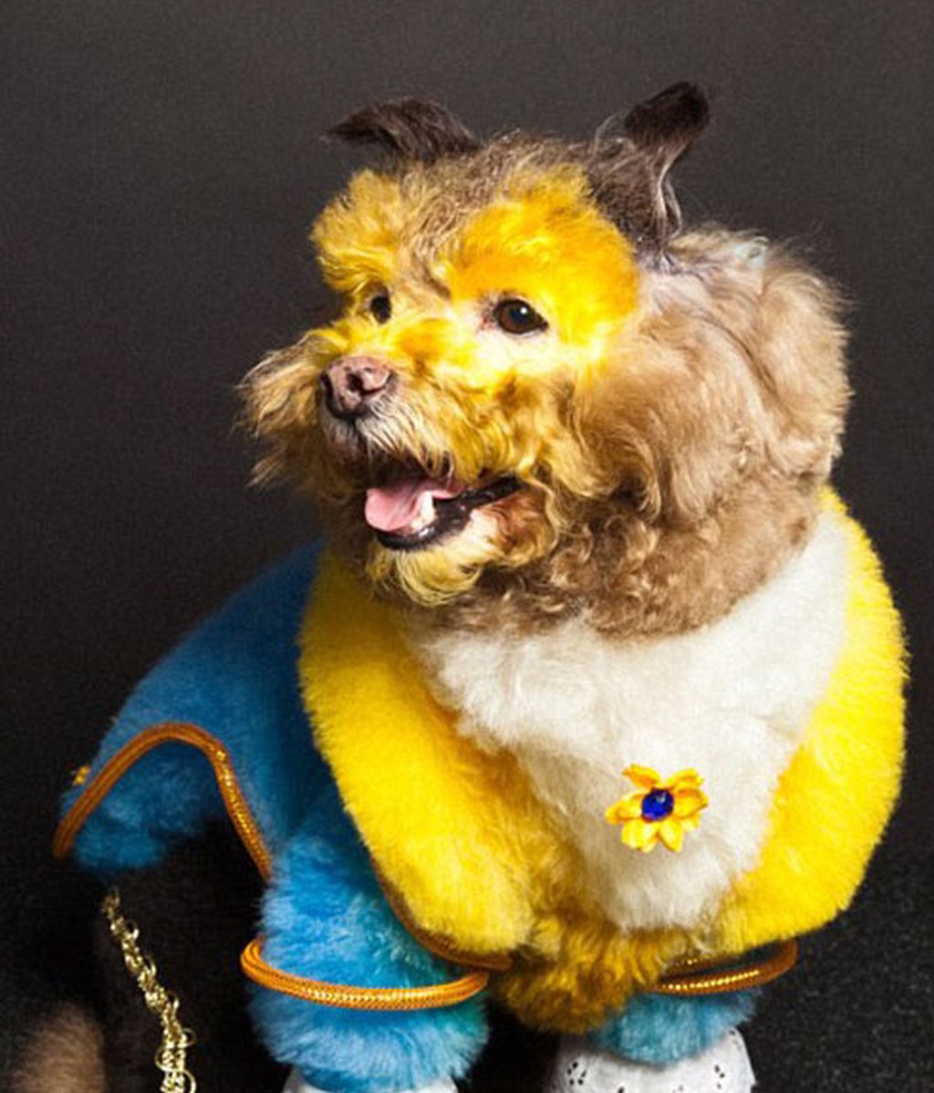 Creatividad desatada: Perros con transformaciones extremas