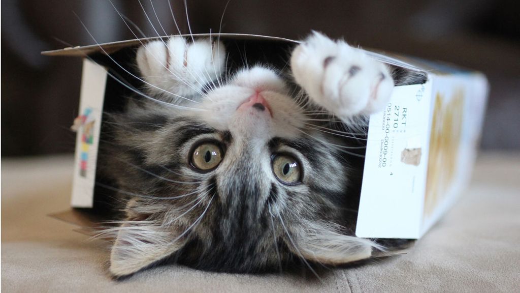 Los gatos se sienten seguros y cómodos cuando se esconden entre cartones