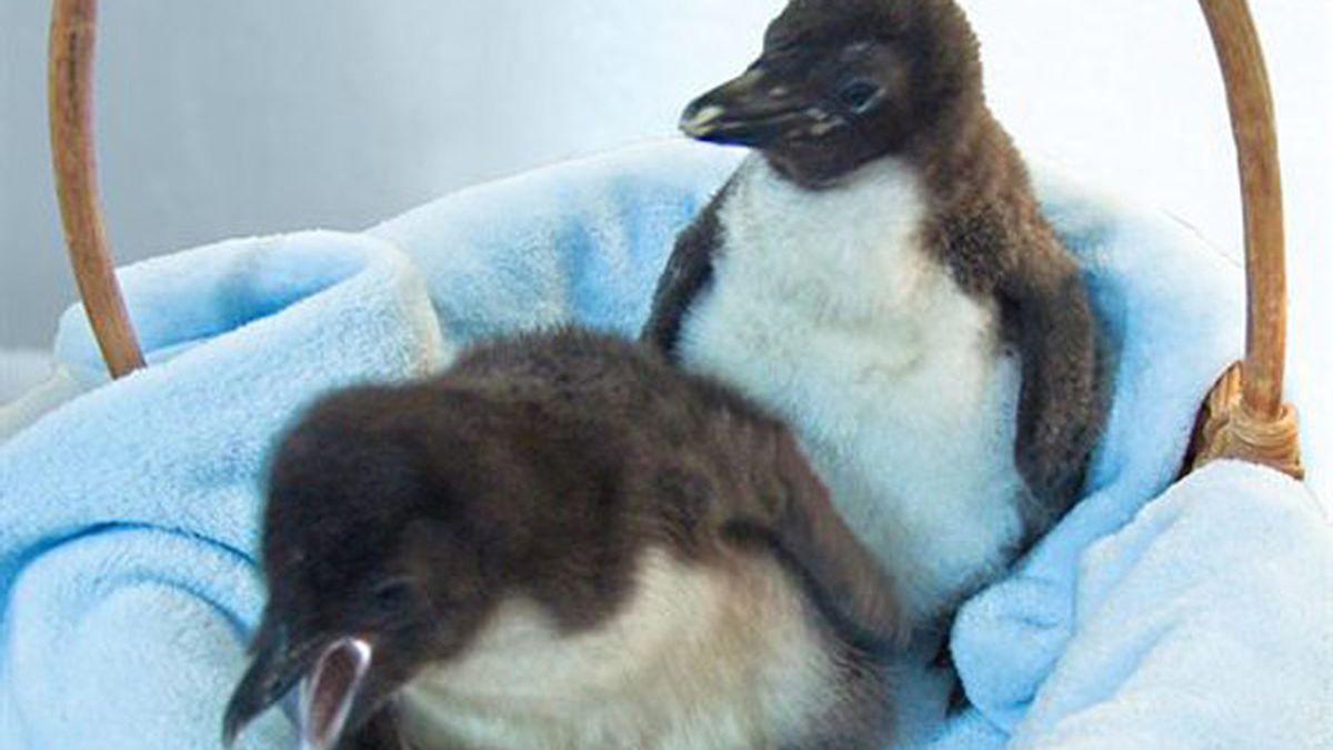 Pingüinos saltarrocas