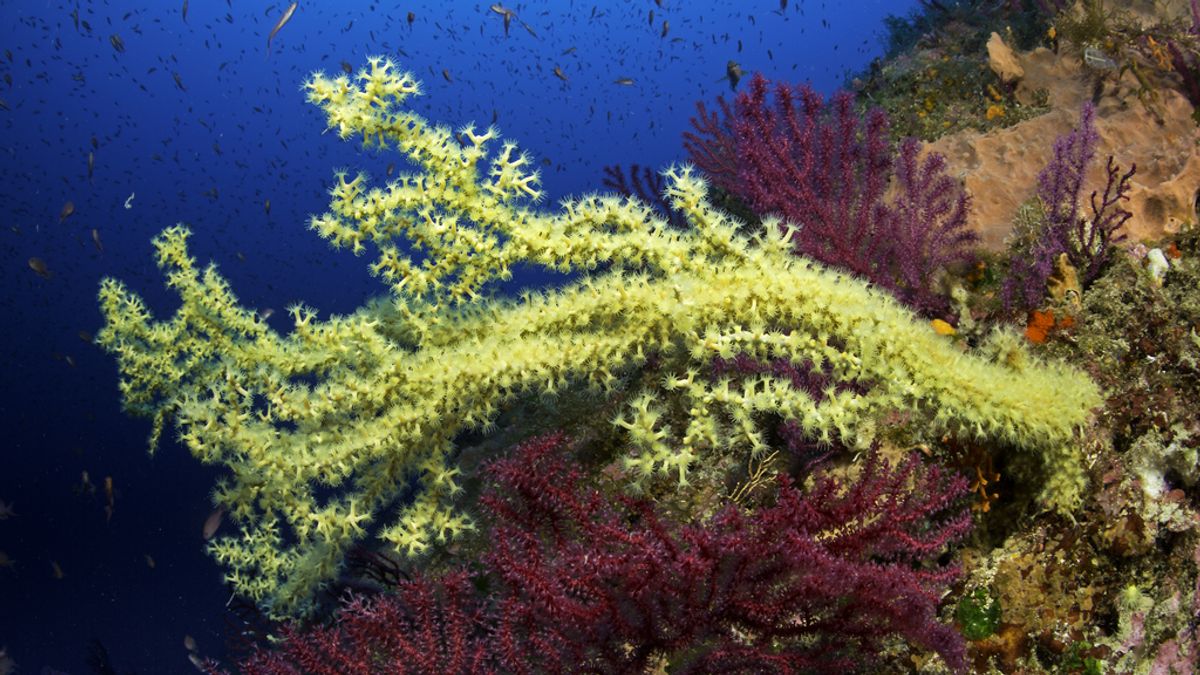 Los arrecifes de coral podrían desaparecer para mitad de siglo