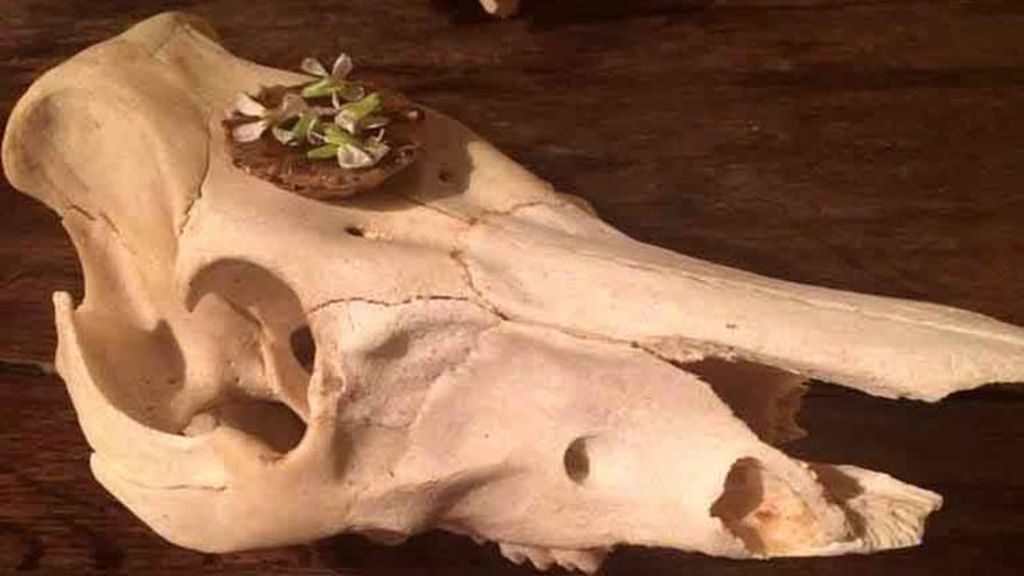 Extrañas maneras de servir platos de comida