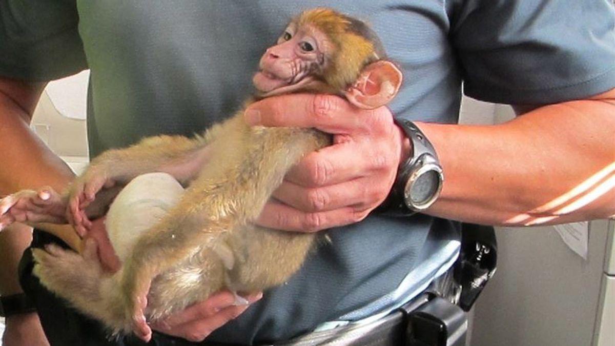 Decomisan una cría de mono protegido del Norte de África con destino a Bélgica