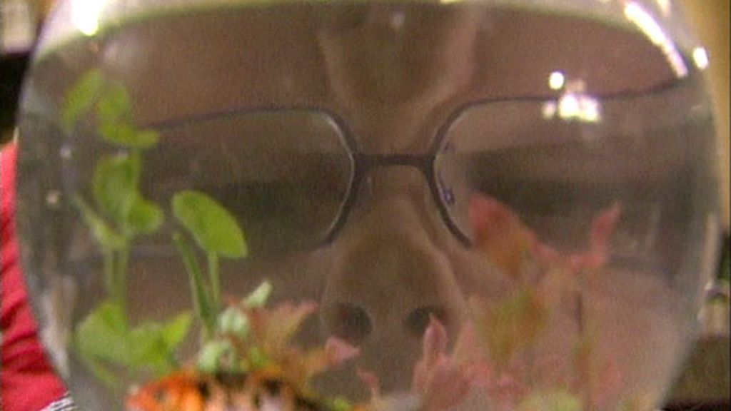 Un pez llamado Lucas