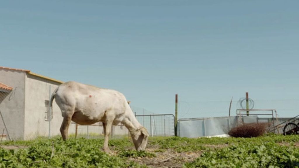 El bróker de ganado de Badajoz
