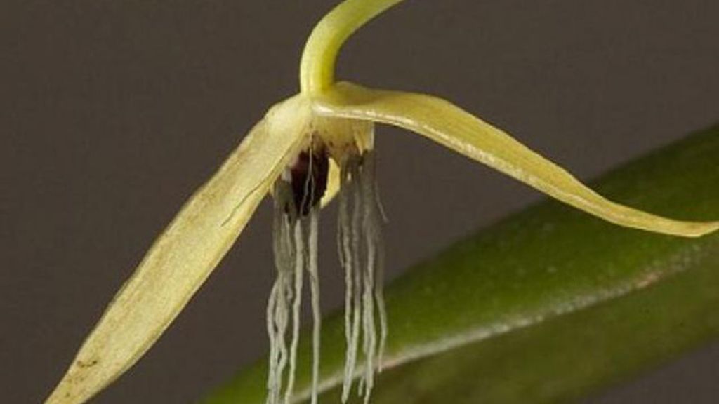 Orquídea de la noche