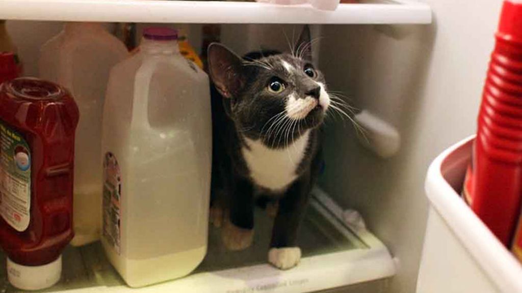 En busca de comida