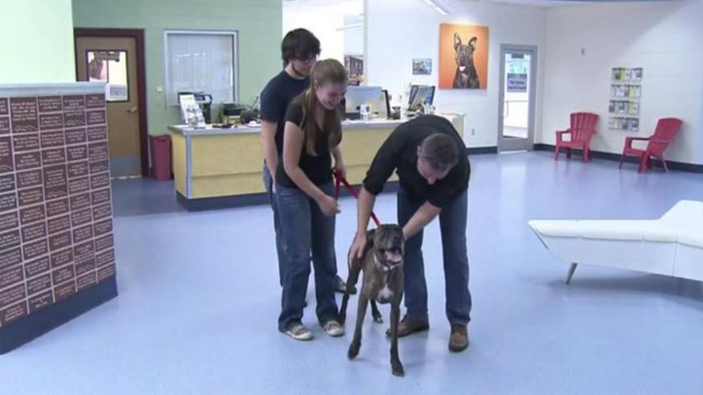 Se reencuentran con su perro después de haberlo perdido hace 9 años en una mudanza Se reencuentran con su perro después de haberlo perdido hace 9 años en una mudanza