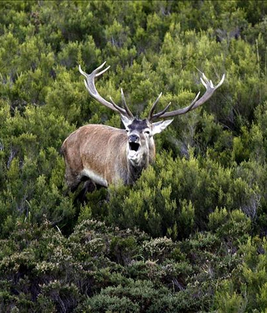 Venado fotografiado en la tarde ayer en los montes del parque Natural de Redes durante la berrea que reúne cada año en otoño a numerosas personas en la montaña asturiana para escuchar los fuertes bramidos de los ciervos en su época de celo. EFE Venado fotografiado en la tarde ayer en los montes del parque Natural de Redes durante la berrea que reúne cada año en otoño a numerosas personas en la montaña asturiana para escuchar los fuertes bramidos de los ciervos en su época de celo. EFE