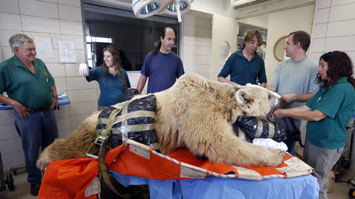 El oso Mango operado de hernia discal en un zoológico de Israel