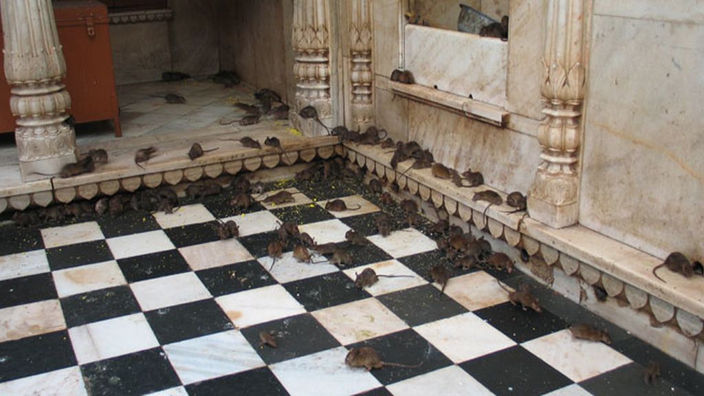 El Templo Karni Mata en el desierto Thar de Rajastán
