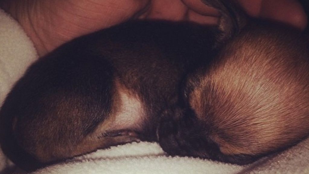 Un chihuahua sin patas delanteras se hace viral en Instagram