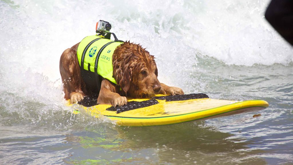 Mascotas que cambian su collar por una tabla de surf