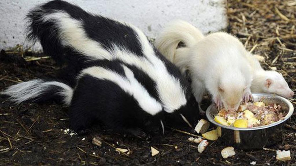 El albinismo en el mundo animal