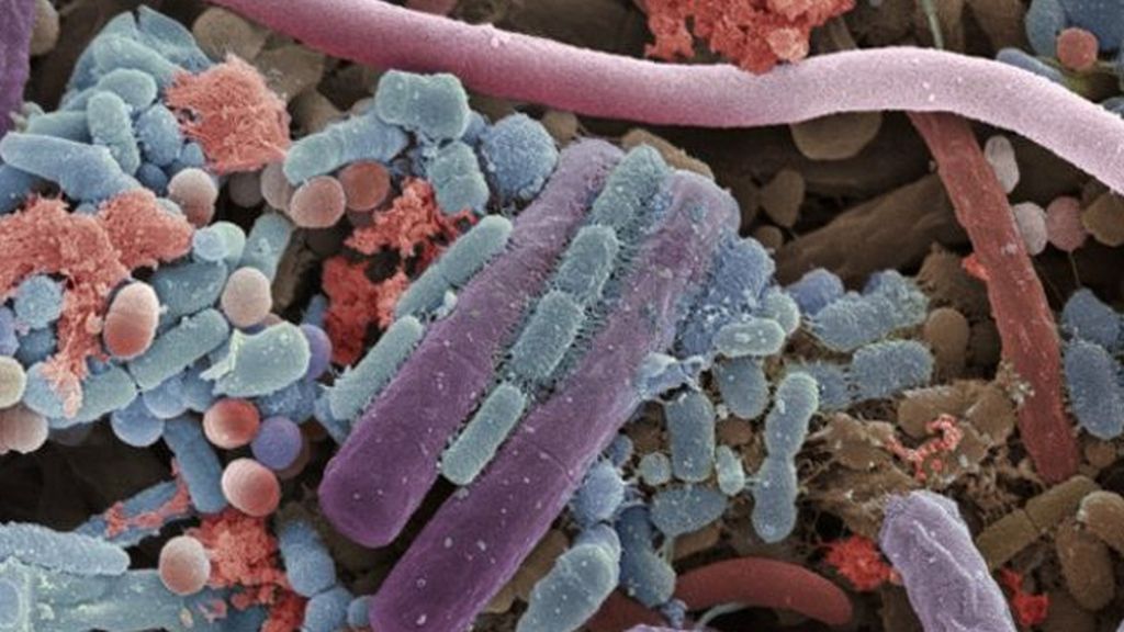Impresionantes imágenes de los microbios que nos rodean