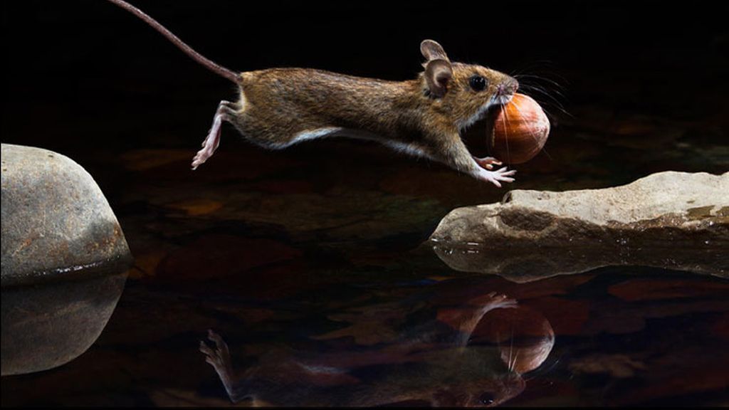 'Yellow-necked mouse' (El ratón leonado)