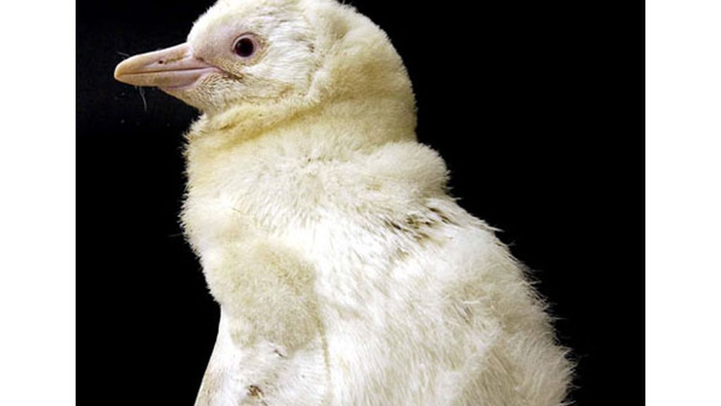 El albinismo en el mundo animal