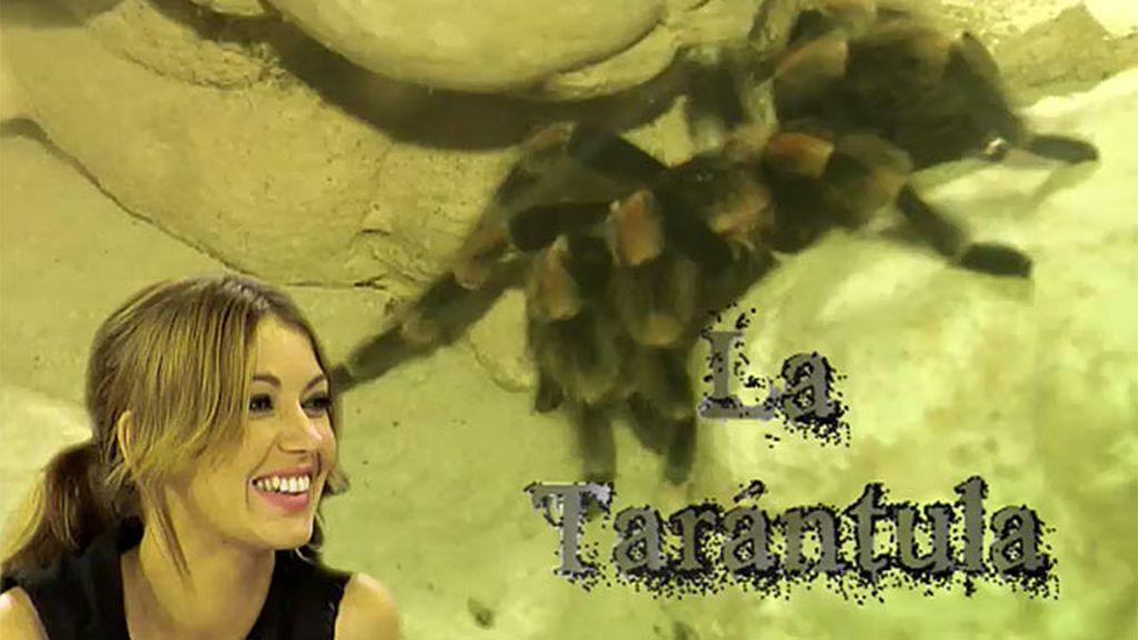 Susana, sobre Shaila: "Creo que me tiene envidia porque soy una chica súper feliz"